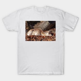 Fallow Deer T-Shirt